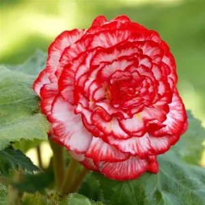 Begonia Picotee "Marmorata"