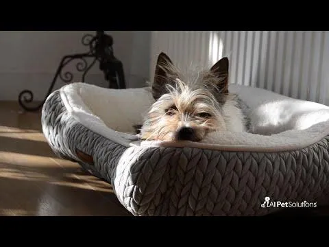 Dog Crate Home Folding Kennel - L 106L x 71W x 77Hcm